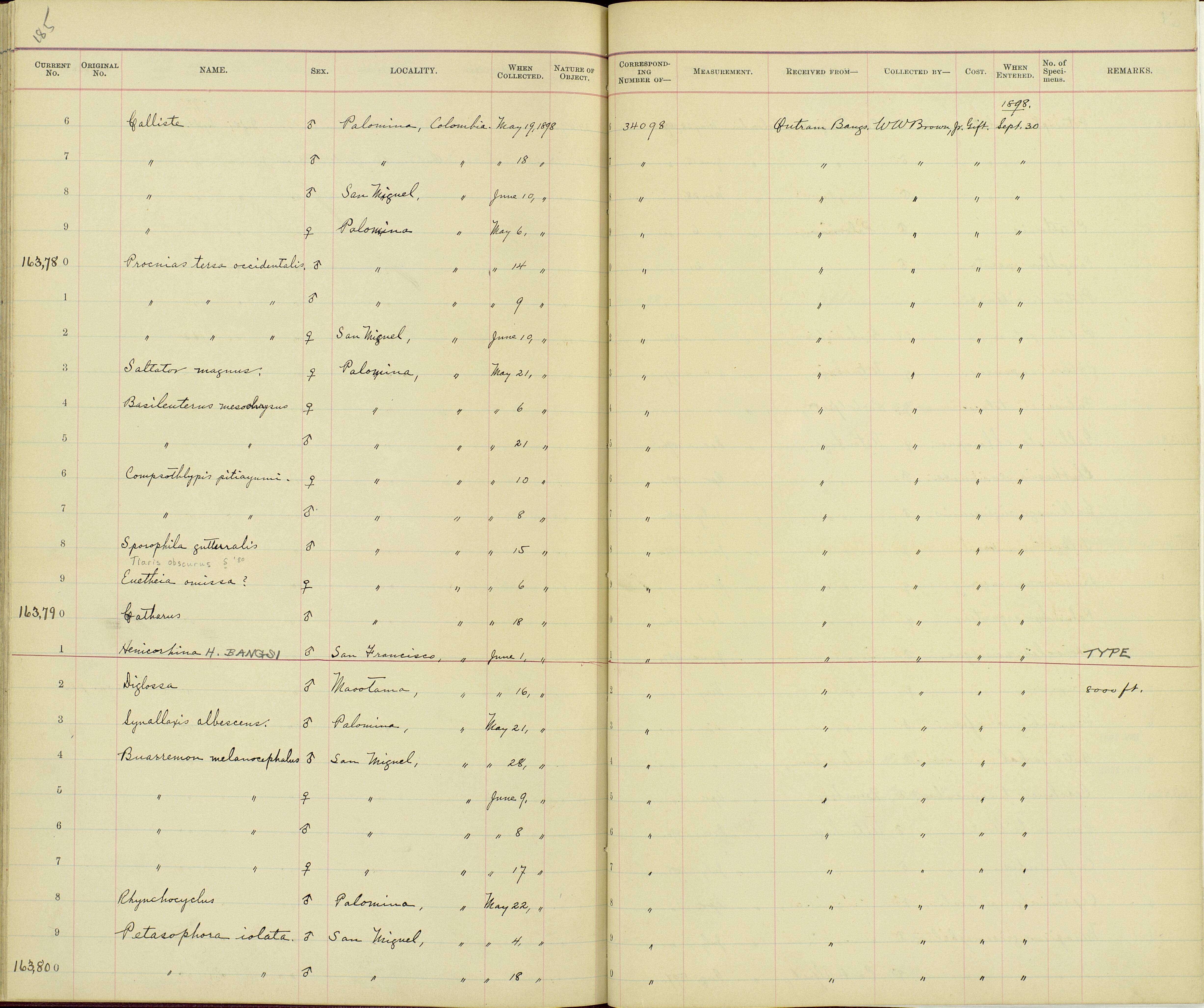 صورة Tersina viridis occidentalis (Sclater & PL 1855)