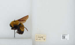 Image of Morrison Bumble Bee