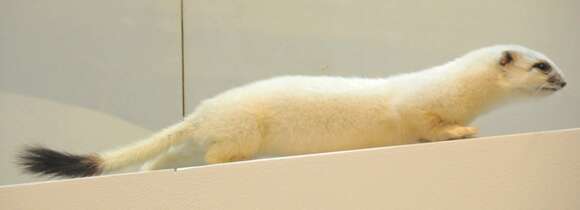 Image of ermine