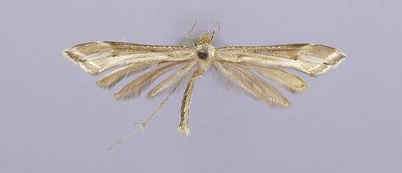 Image of Paraplatyptilia maea (Barnes & Lindsey 1921)