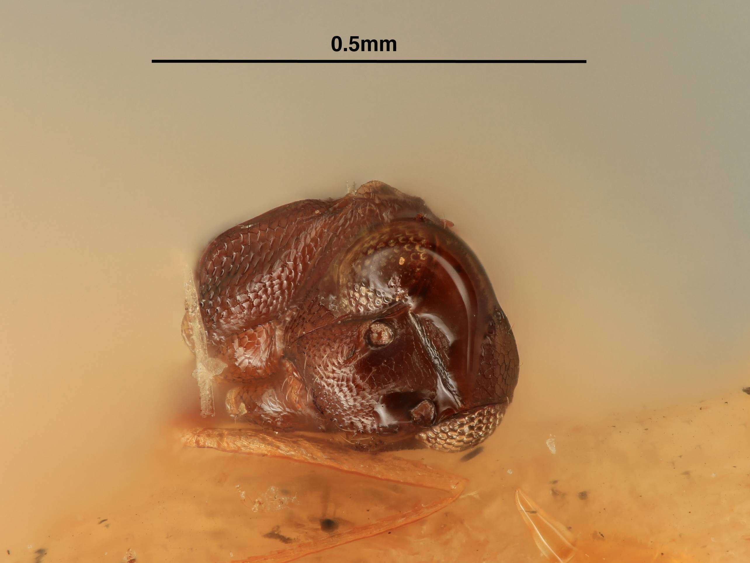 Image of Macrocamptoptera metotarsa (Girault 1905)