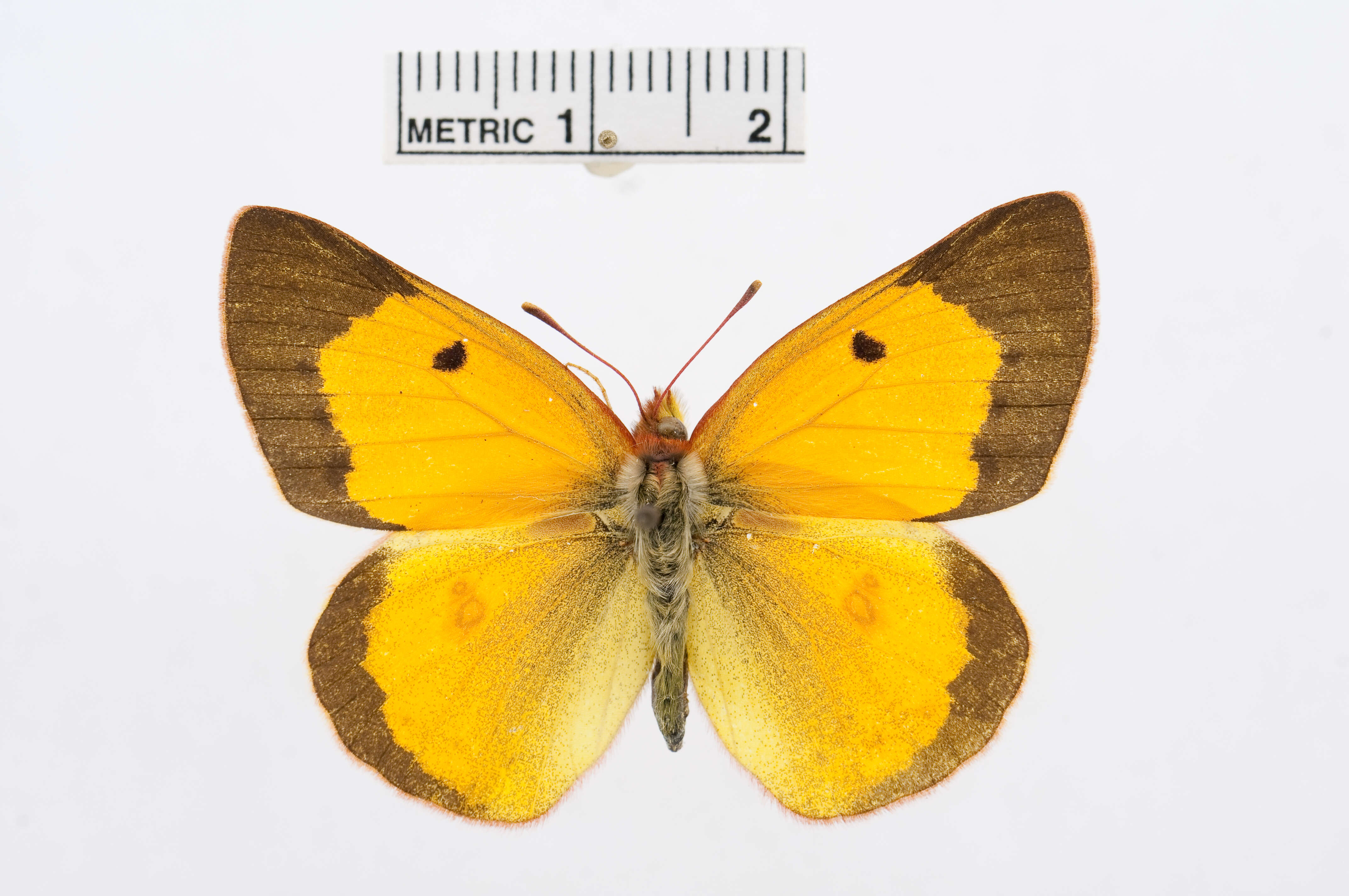 Image of Colias electo (Linnaeus 1763)