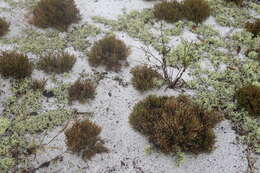 Image of sand spikemoss