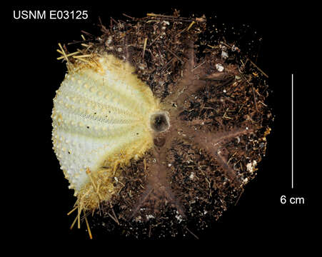 Image of Pale spine fire urchin