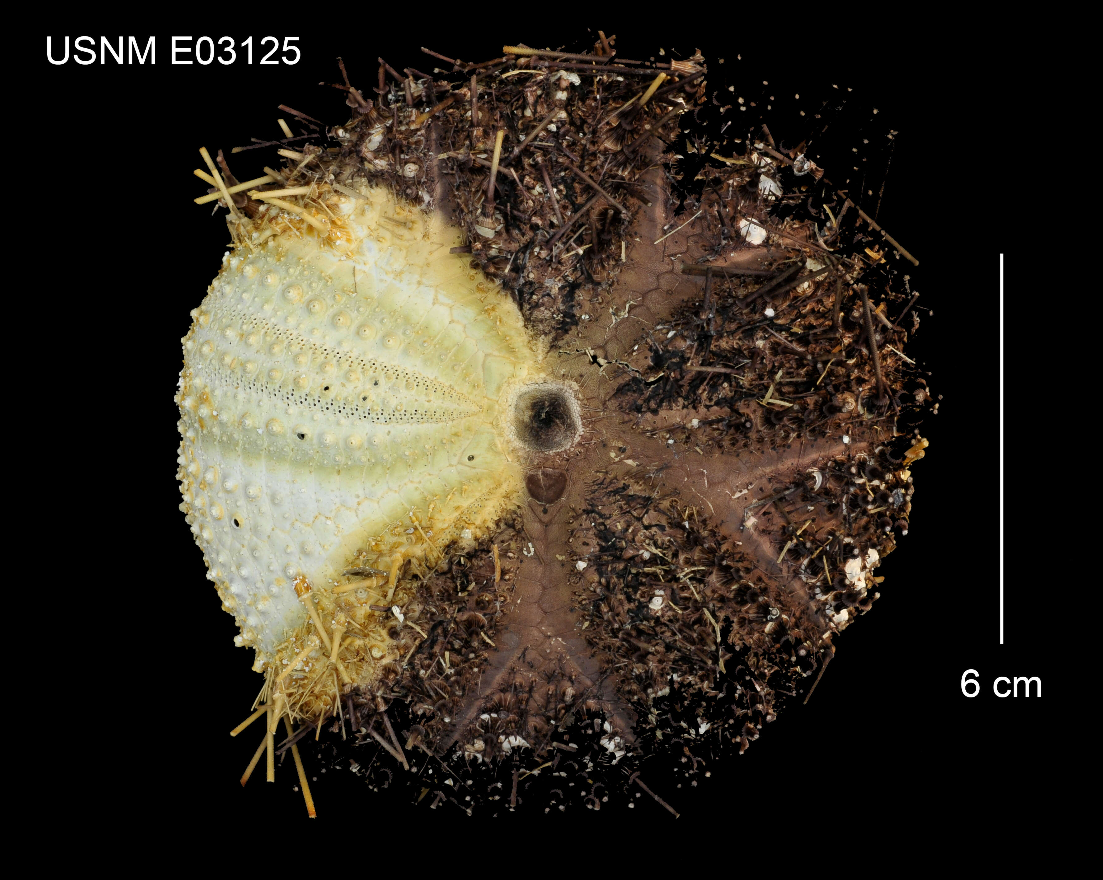 Image of Pale spine fire urchin