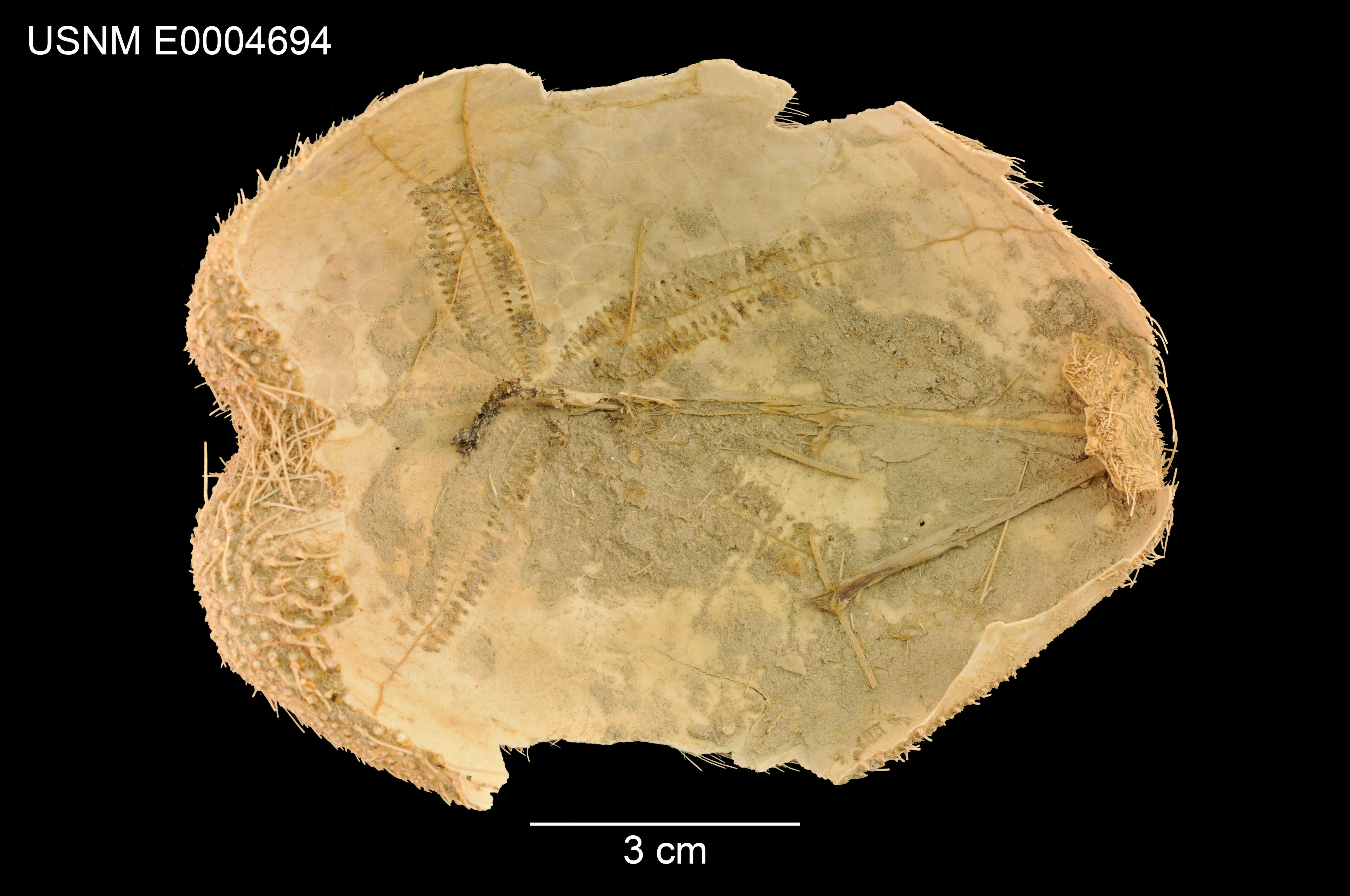 Image of Gymnopatagus magnus A. Agassiz & H. L. Clark 1907