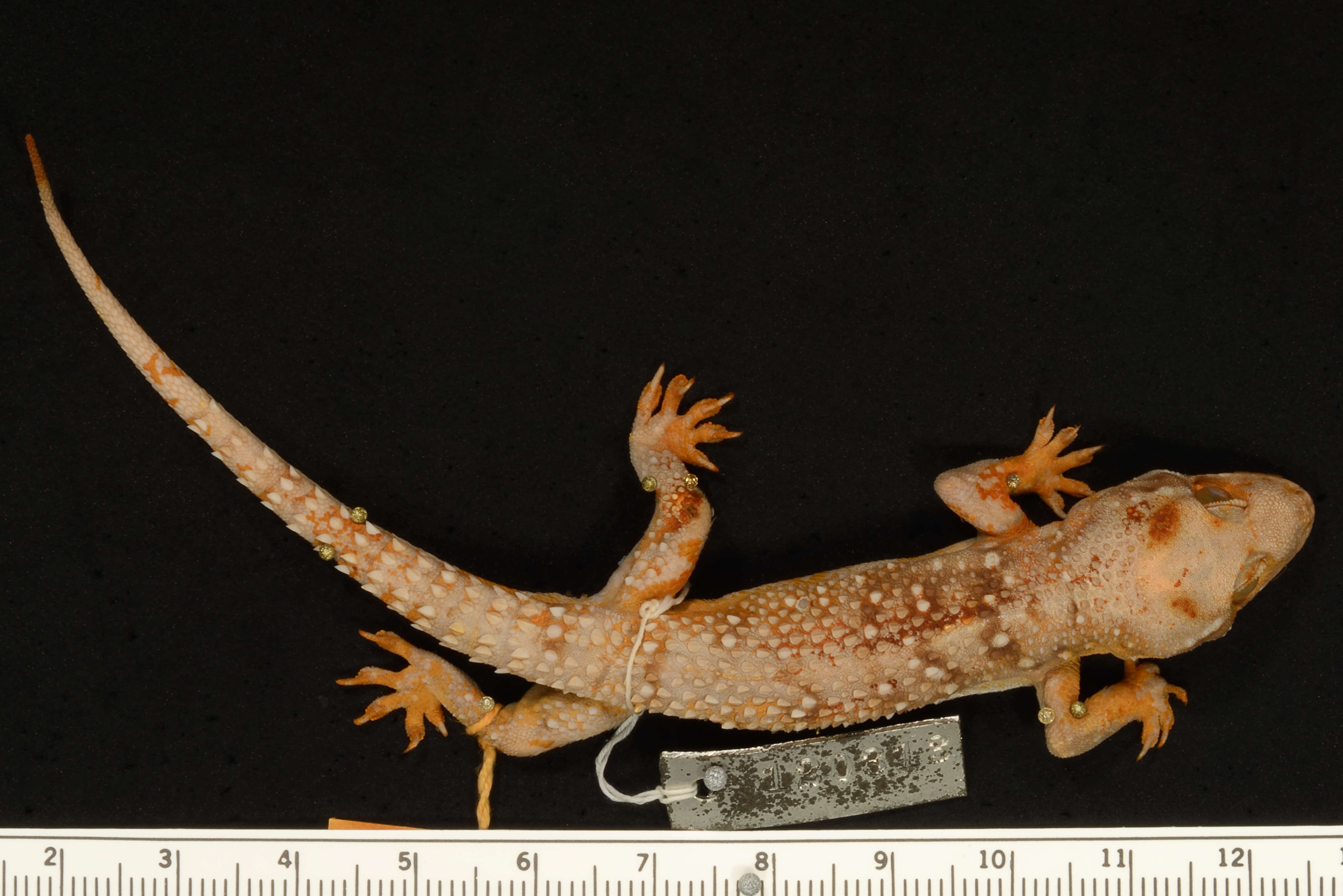 Слика од Hemidactylus triedrus (Daudin 1802)