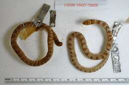 Image of Blotched Hooknose Snake