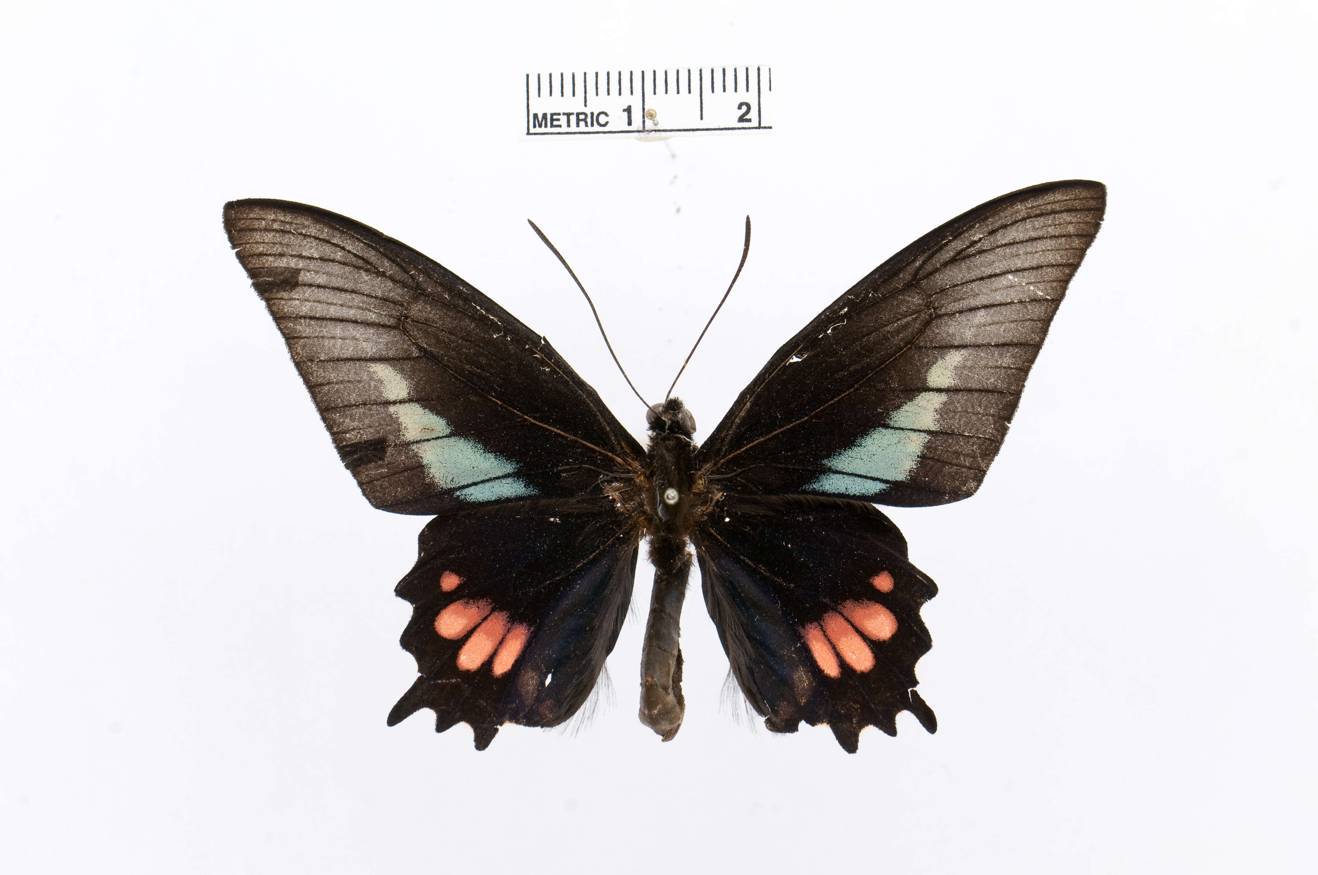 Image of Parides echemon (Hübner 1813)