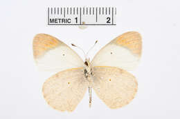 Image of Colotis pallene (Hopffer 1855)