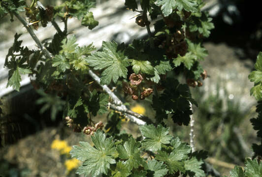 Image of Winaha Currant