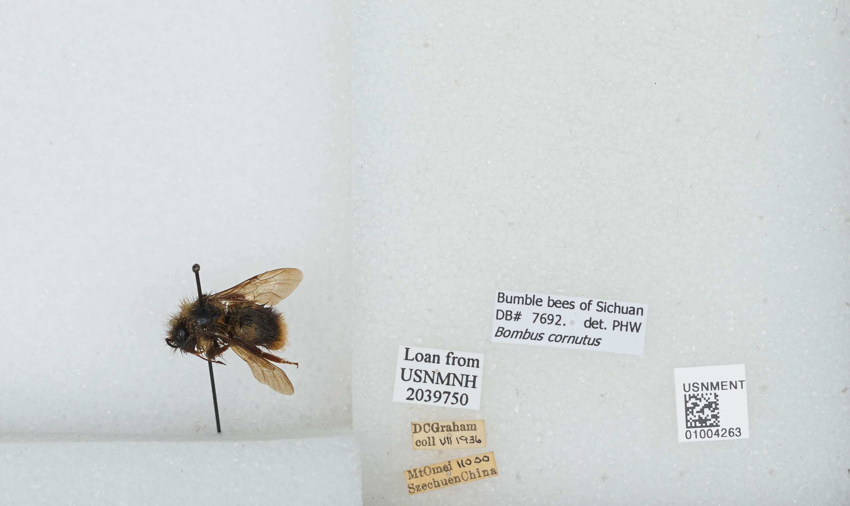 Image of Bombus cornutus (Frison 1933)