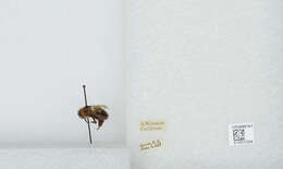 صورة Bombus bimaculatus Cresson 1864