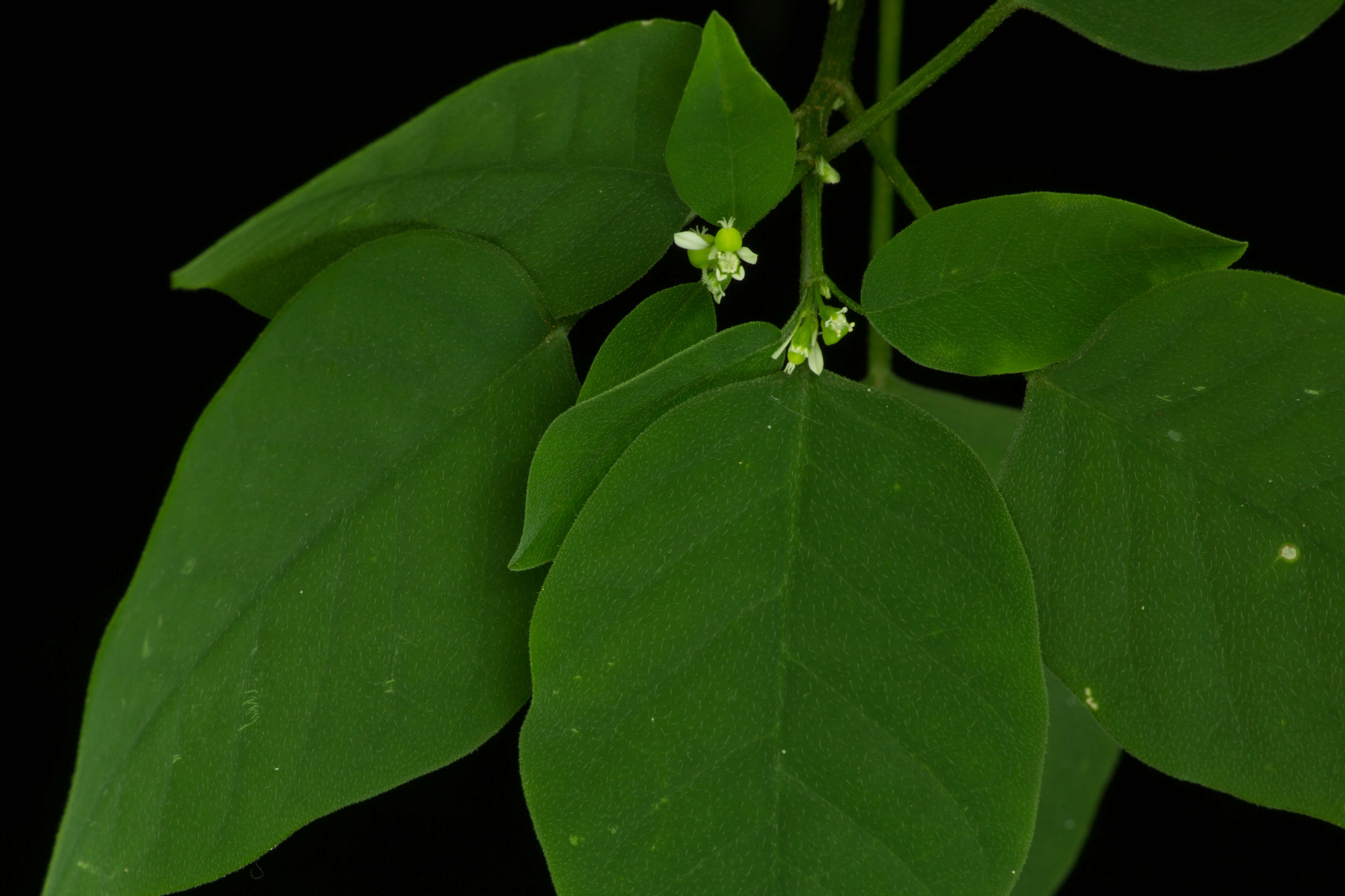 Image of grassleaf spurge