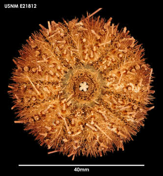 Image of Antarctic sea urchin