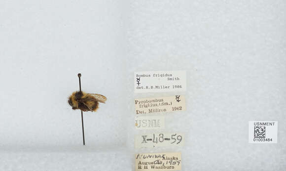 Image of Frigid Bumble Bee