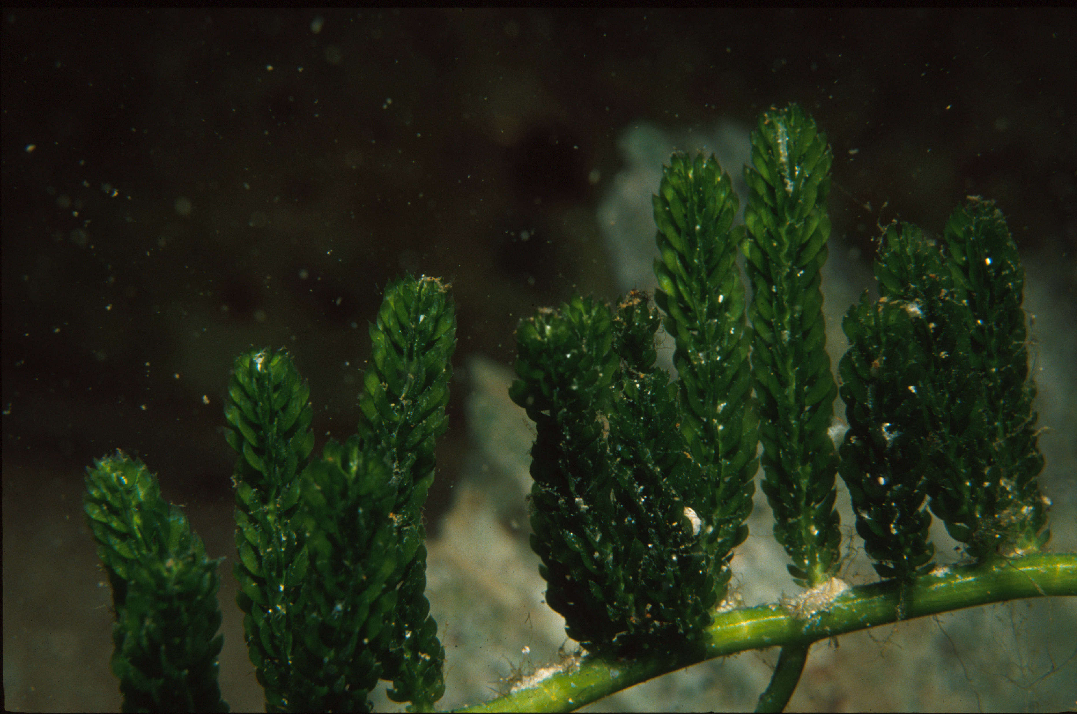 Image of <i>Caulerpa sertularioides</i> var. <i>farlowi</i>