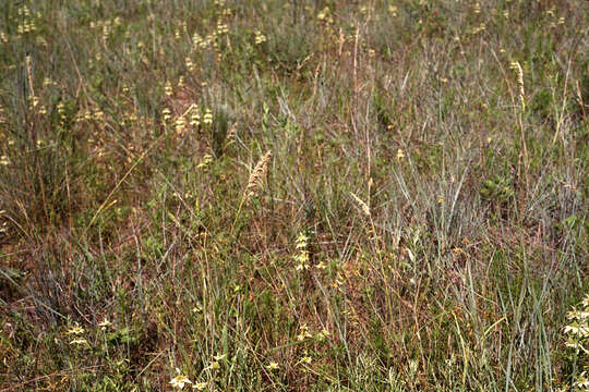 Image of Texas bluegrass