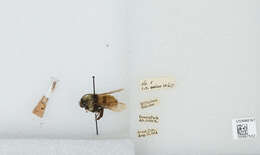 Imagem de Bombus appositus Cresson 1879