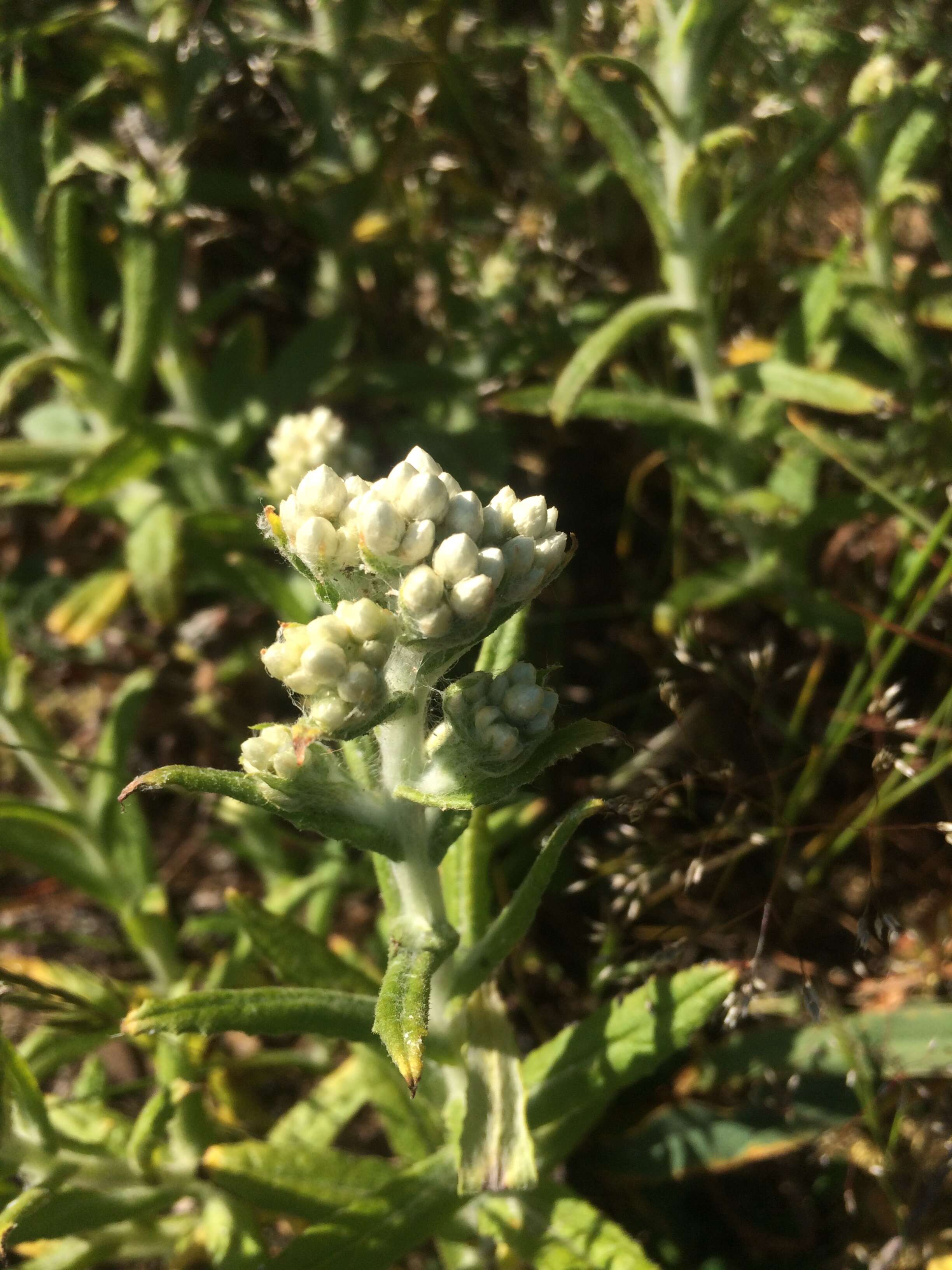 Image of Asteraceae