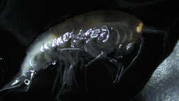 Image of Amphipoda