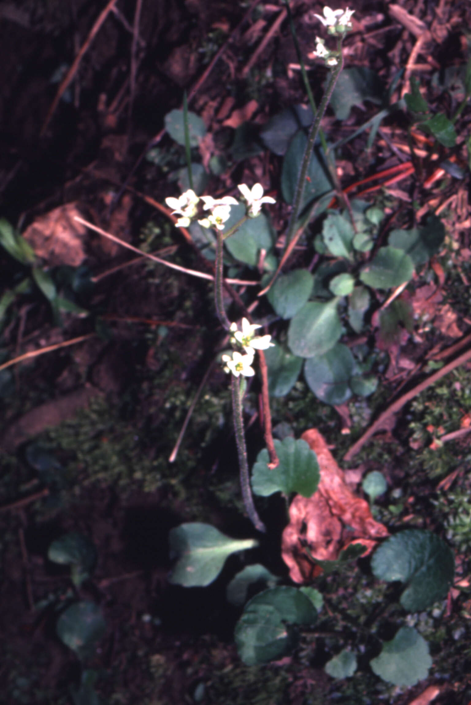 Image of Early Pseudosaxifrage