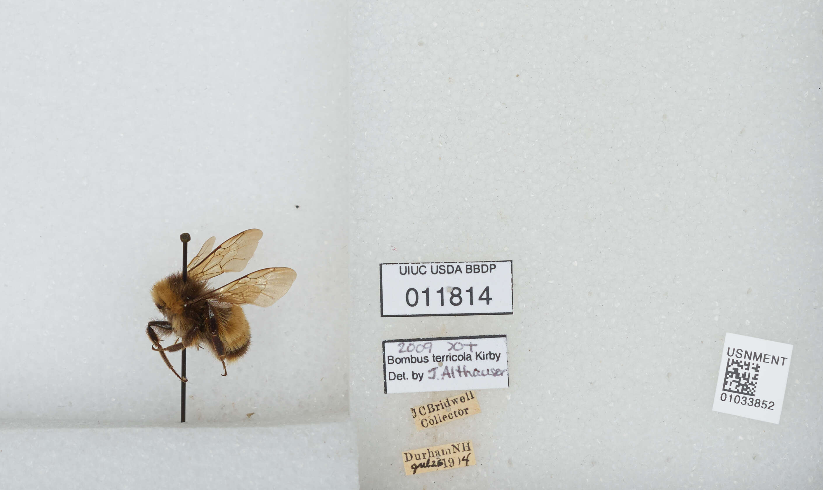 Image of Yellow-banded Bumblebee