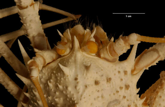 Image of Munidopsis spinosa (A. Milne-Edwards 1880)