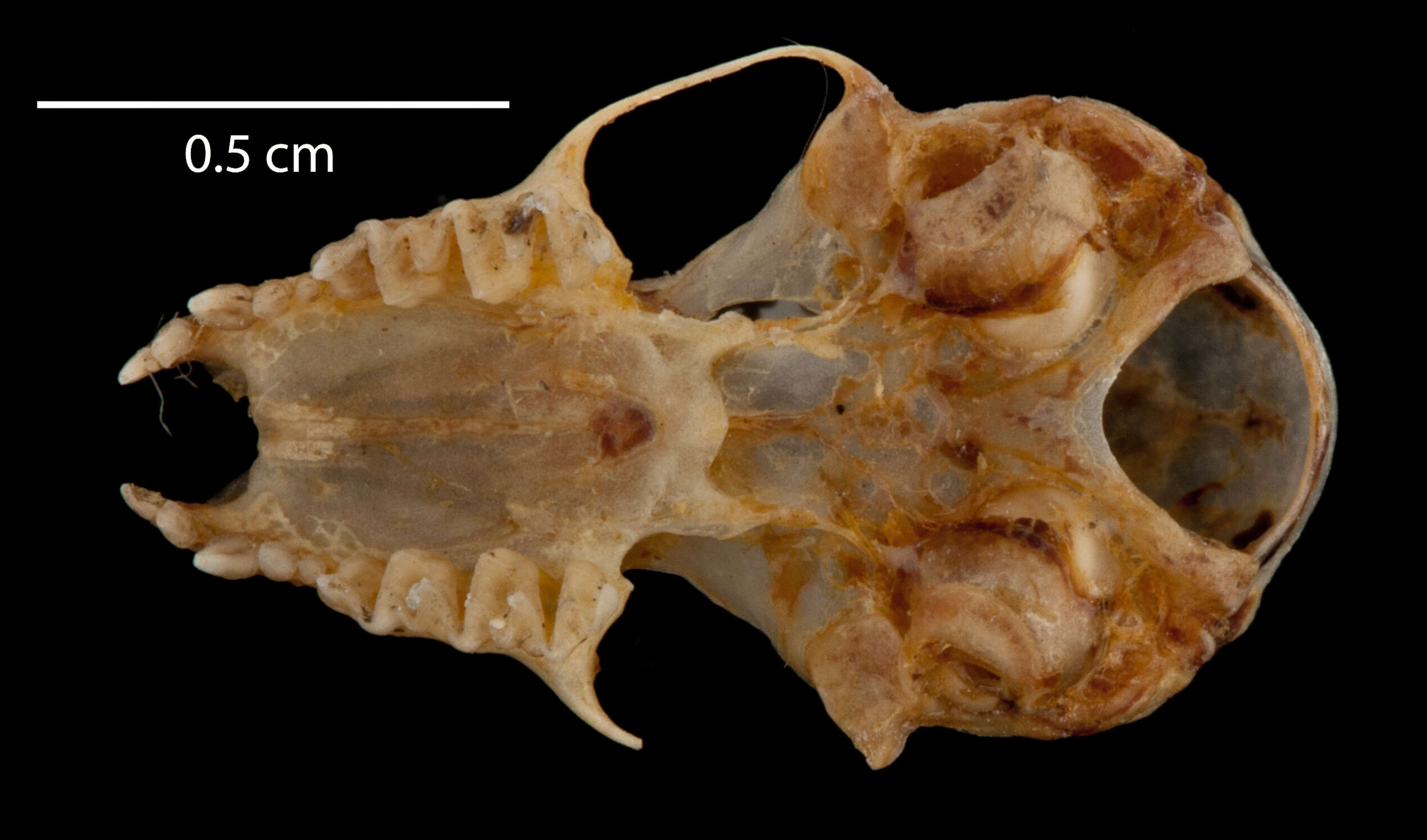 صورة Myotis siligorensis sowerbyi Howell 1926