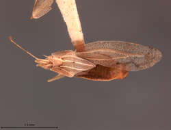 Image of Leptodictya (Hanuala) plana Heidemann 1913