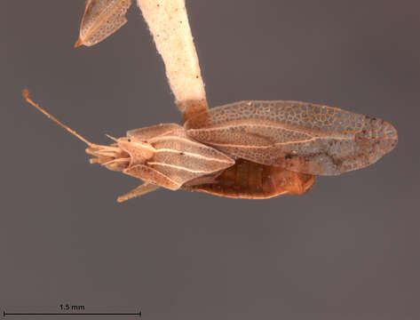 Image of Leptodictya (Hanuala) plana Heidemann 1913