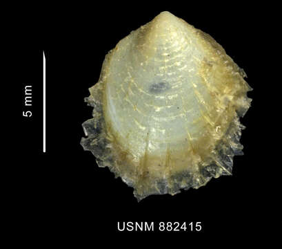 Philobrya sublaevis Pelseneer 1903 resmi