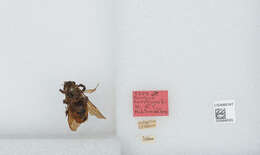 Image of Bombus excellens Smith 1879