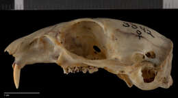 Image of Urocitellus beldingi beldingi (Merriam 1888)