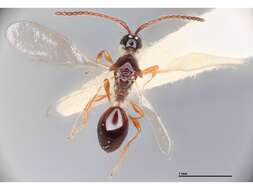 Image of Trichopria myoleptae Muesebeck 1967