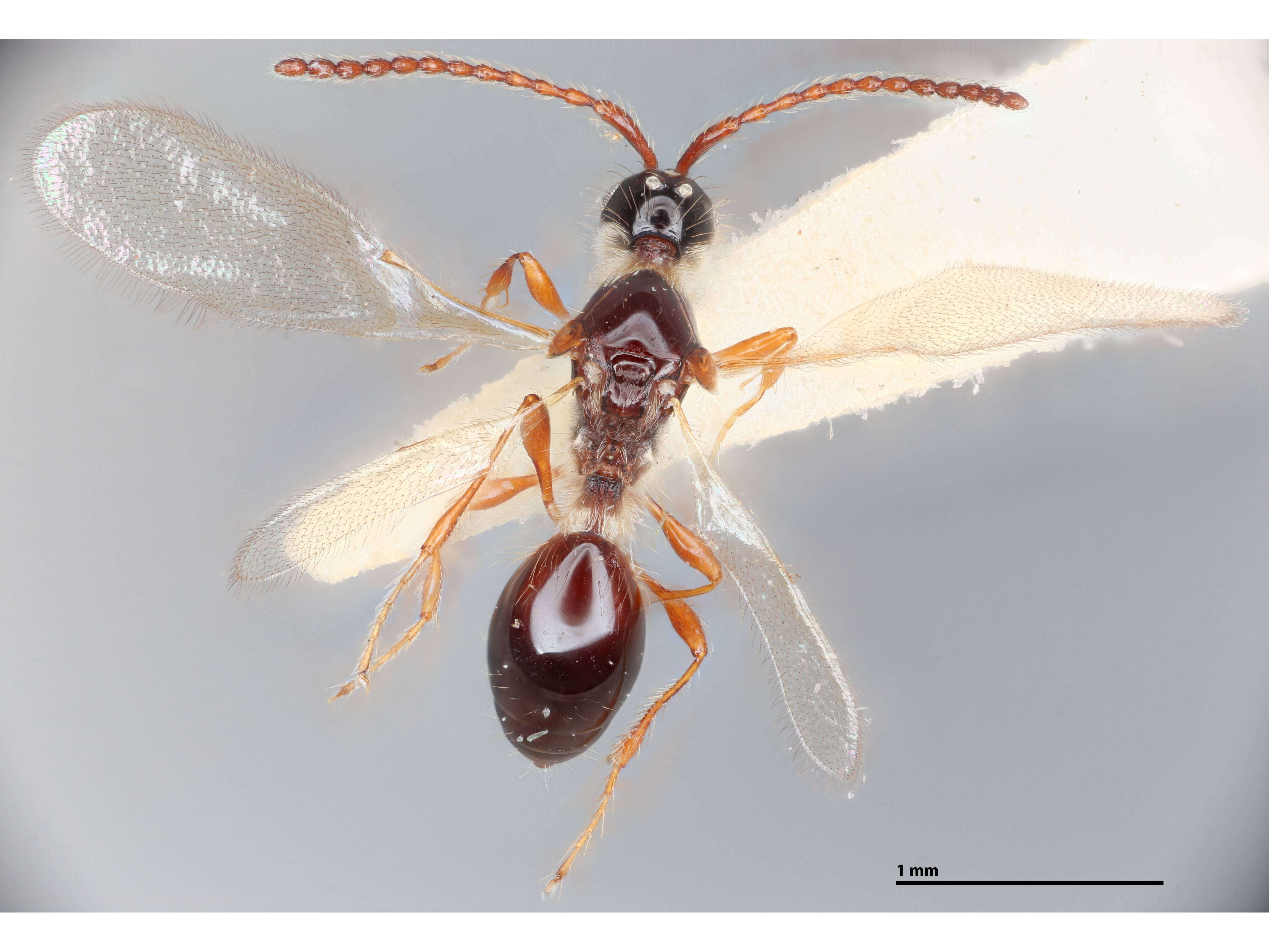 Image of Trichopria myoleptae Muesebeck 1967
