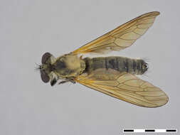 صورة Damalis femoralis Ricardo 1925