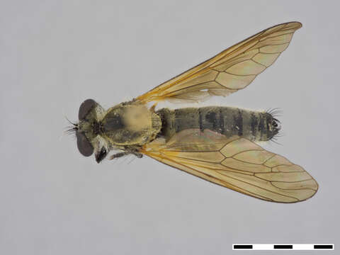 Image of Damalis femoralis Ricardo 1925