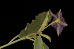 Image de Solanum elaeagnifolium Cav.