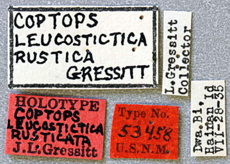 Image of Coptops leucostictica rustica Gressitt 1940