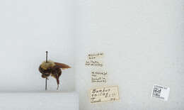 Imagem de Bombus bellicosus Smith 1879