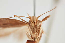 Слика од Phthorimaea