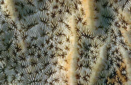 Image of Pavonia decussata Dana 1846