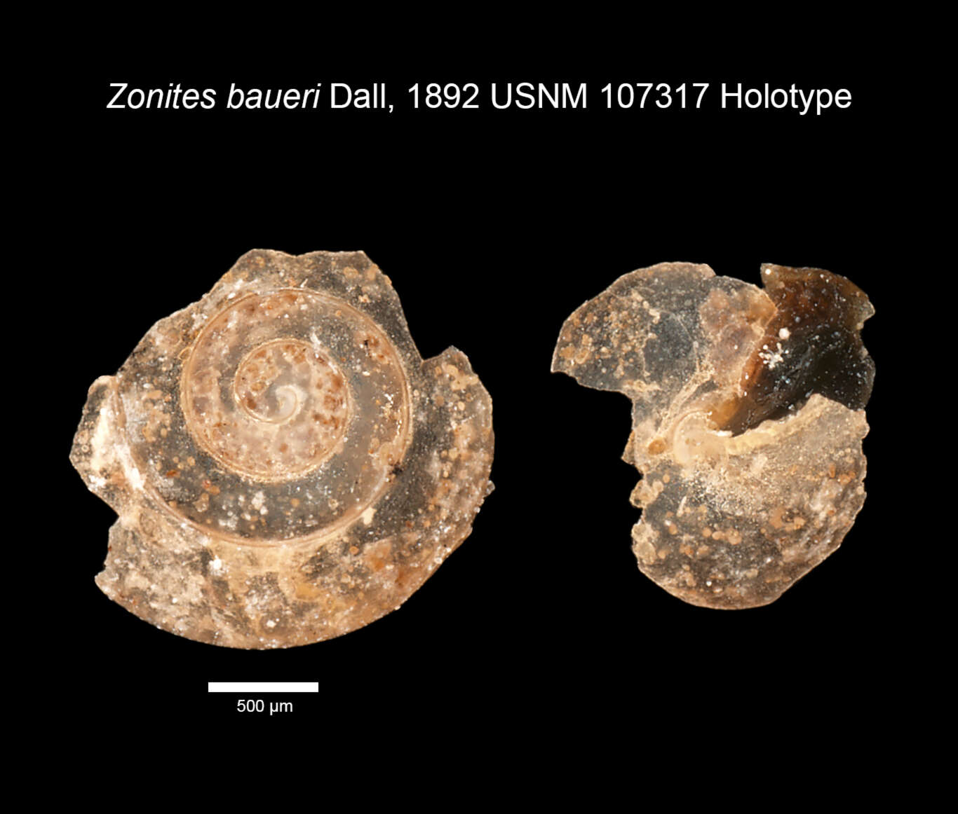 Image of Zonites bauri Dall 1892