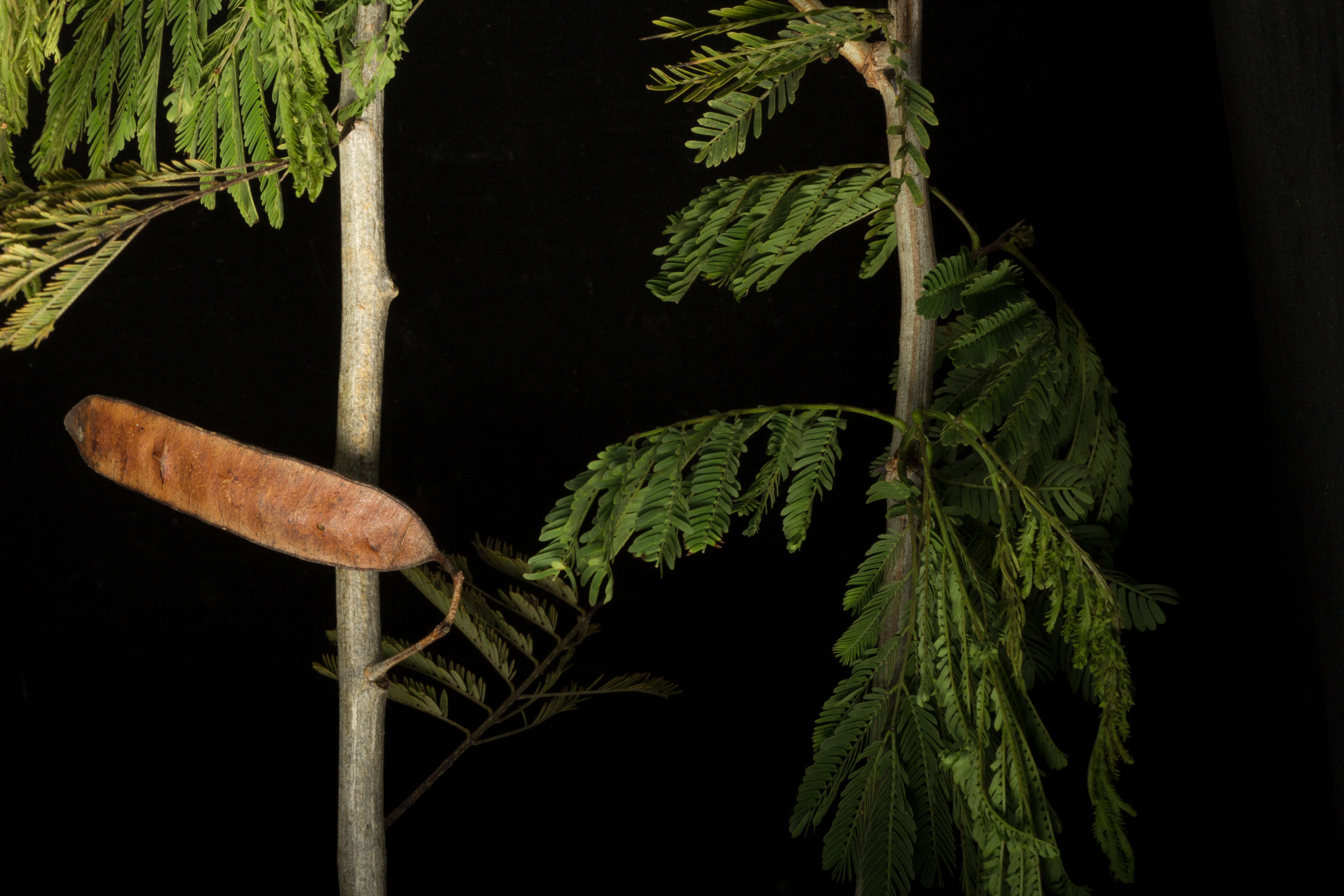 Image of Senegalia picachensis (Brandegee) Britton & Rose