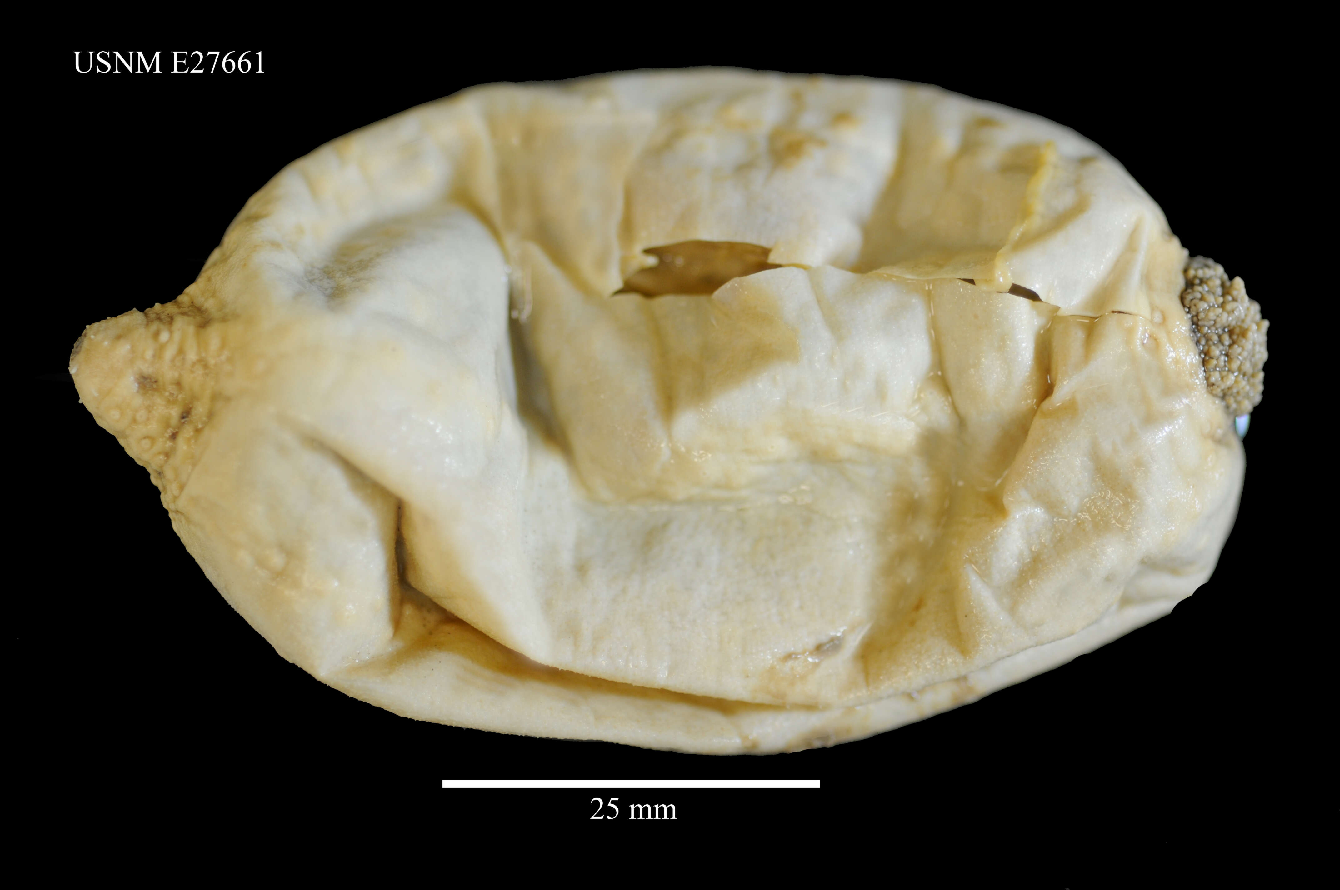 Image of Abyssocucumis abyssorum (Théel 1886)