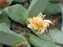 Image of living stone succulent