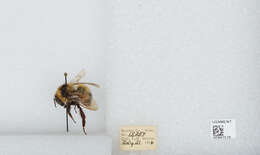 Слика од Bombus balteatus Dahlbom 1832