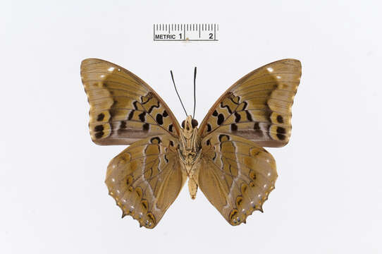 Imagem de Charaxes numenes Hewitson 1859