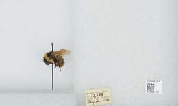 Слика од Bombus balteatus Dahlbom 1832